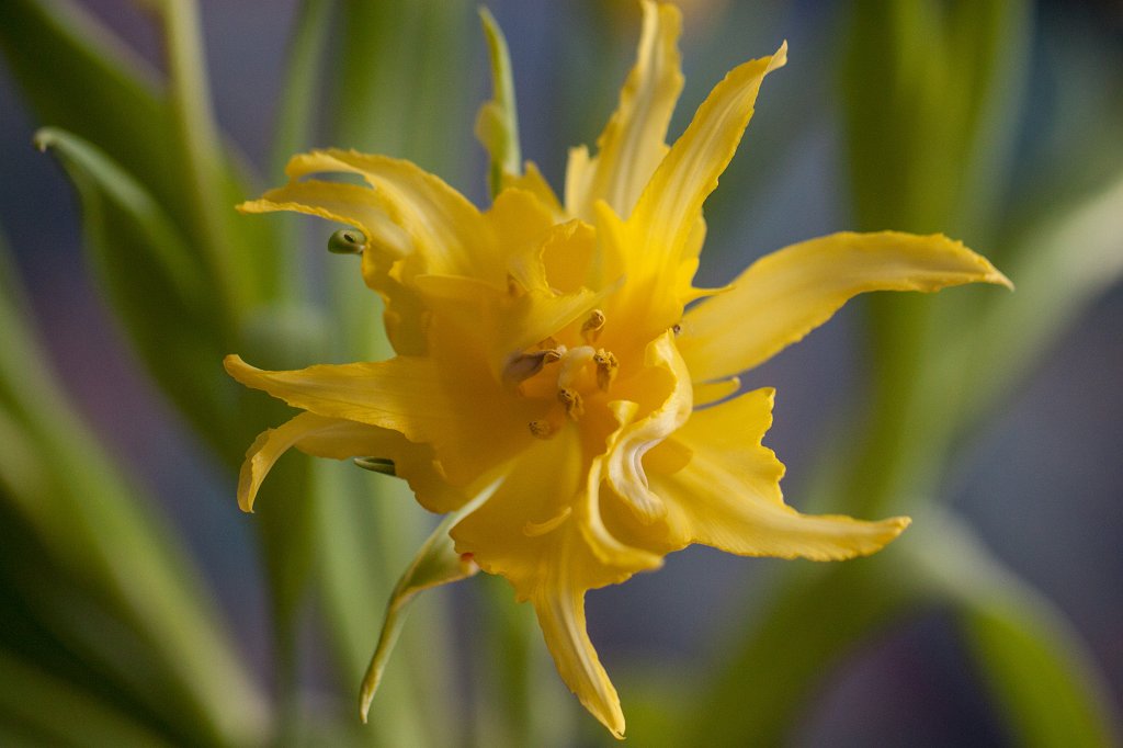 IMG_7736_c.jpg - Parrot  tulip  (Papageien- Tulpe )