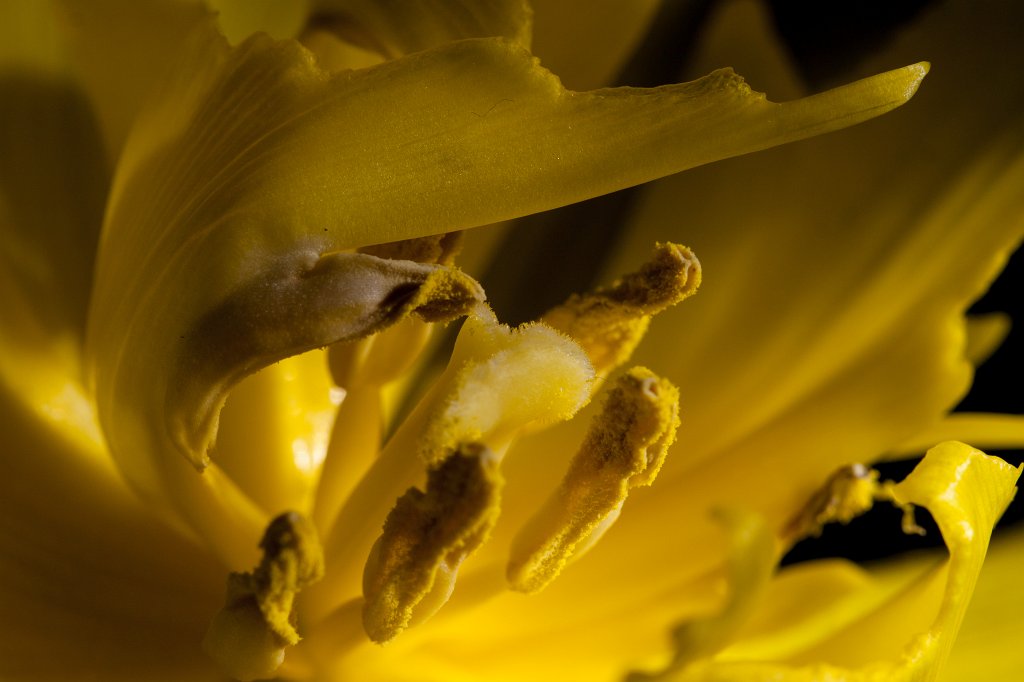 IMG_7744_c.jpg - Parrot  tulip  (Papageien- Tulpe )