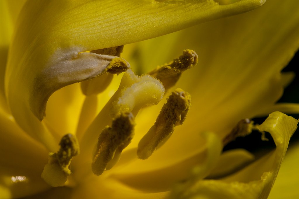 IMG_7745_c.jpg - Parrot  tulip  (Papageien- Tulpe )