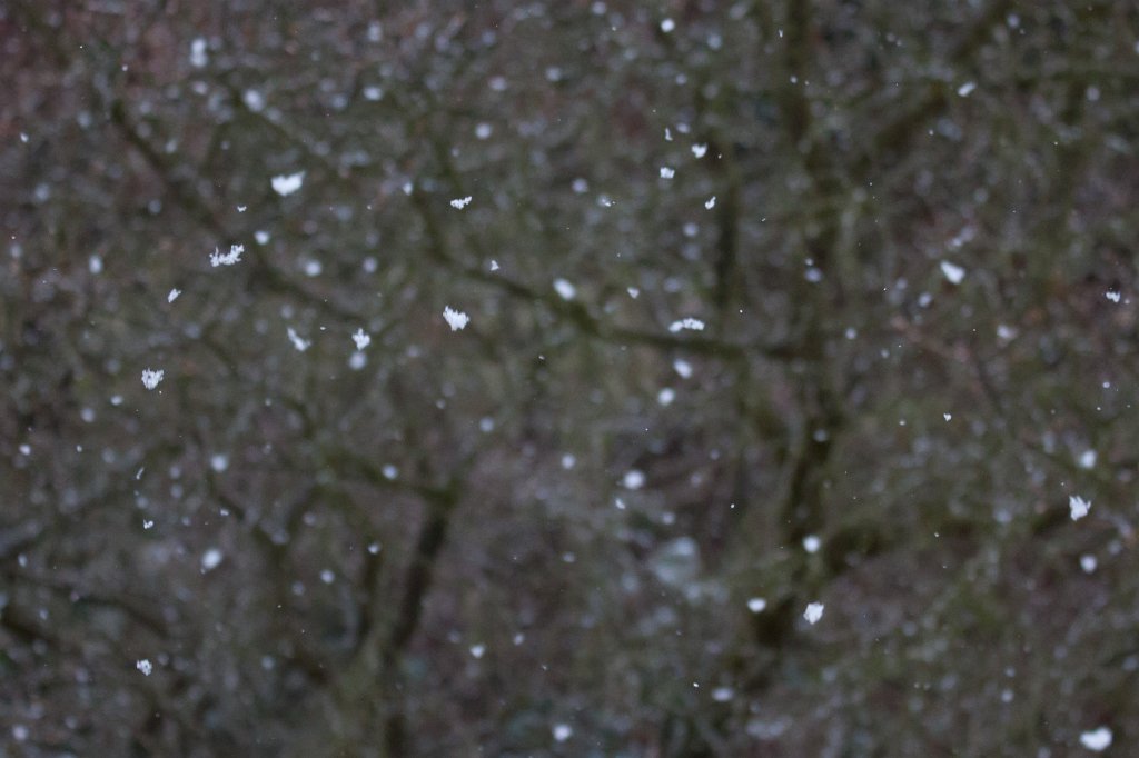 IMG_7789_c.jpg - Snow flakes