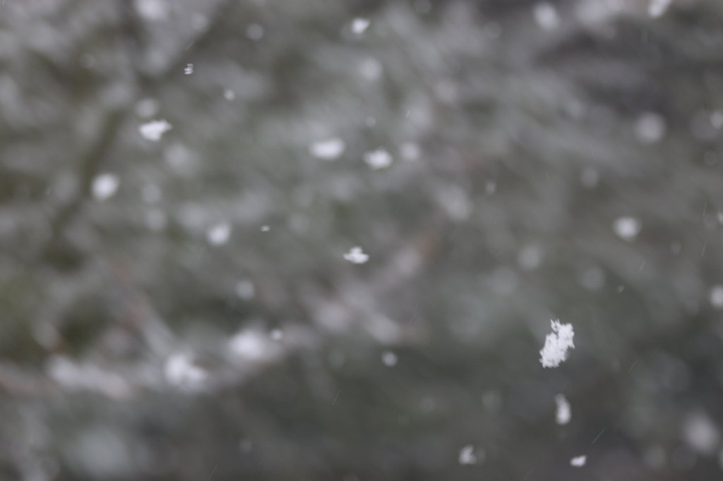 IMG_7796.JPG - Snow flakes
