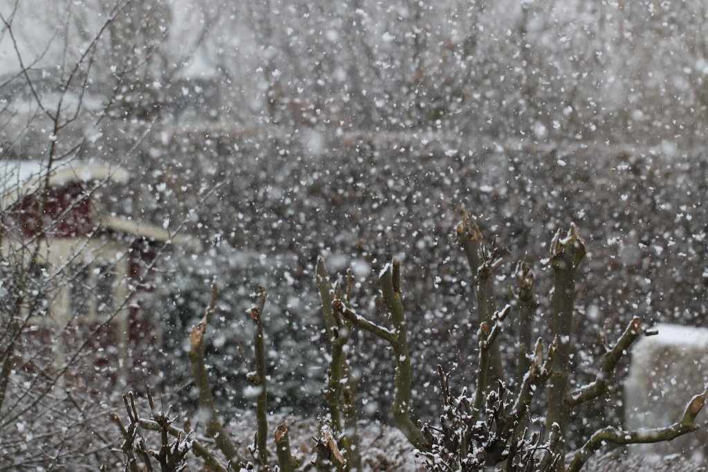 IMG_7802.JPG - Snow flakes