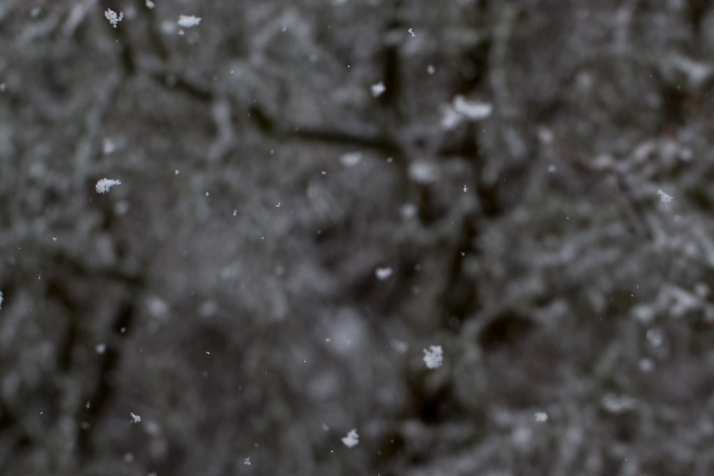 IMG_7806_c.jpg - Snow flakes