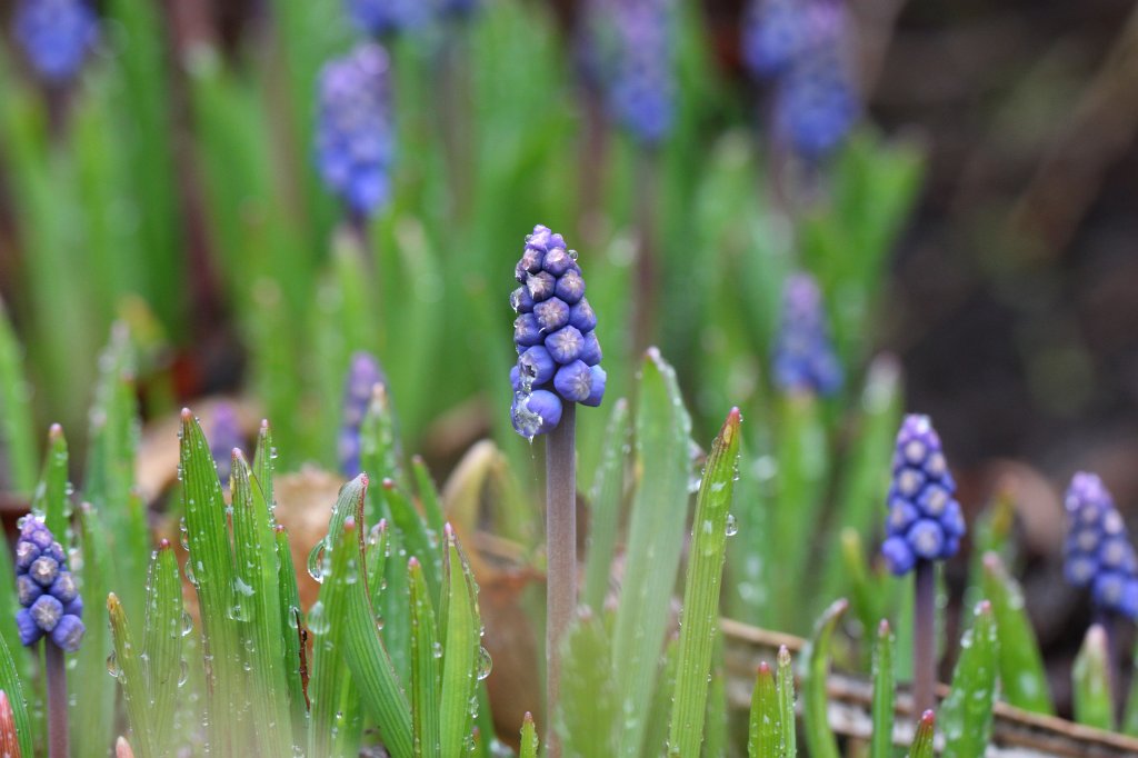IMG_8146.JPG -  Grape hyacinth  ( Traubenhyazinthen )