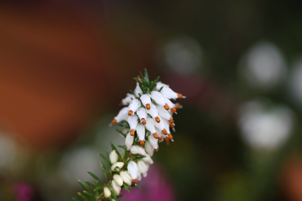 IMG_8164.JPG -  Erica  ( Erika )