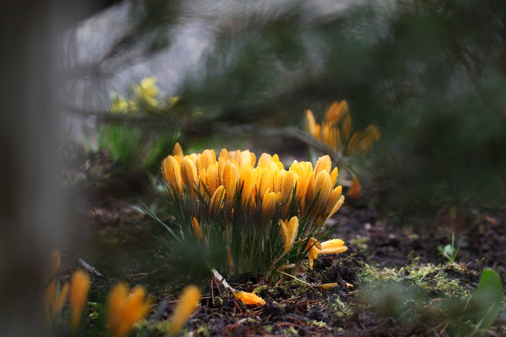 IMG_8166.JPG -  Crocuses  ( Krokusse )