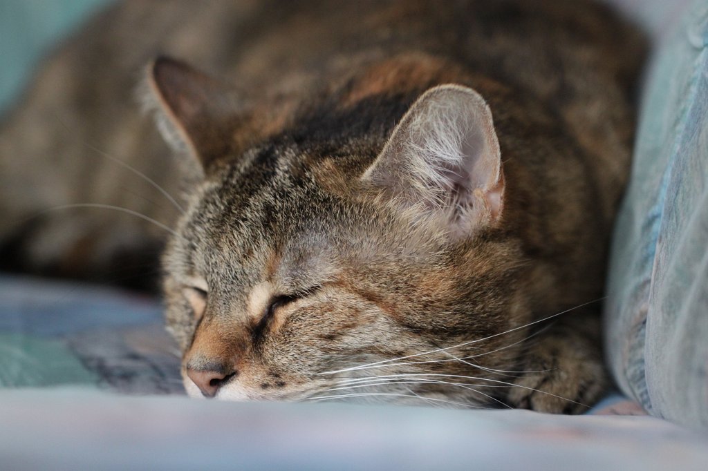 IMG_8175.JPG - Katze