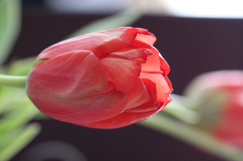 IMG_8182.JPG - Tulip