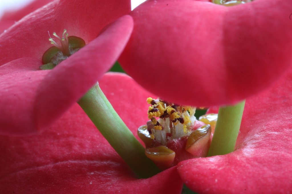 IMG_8204.JPG - Flower