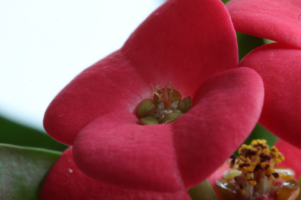 IMG_8205.JPG - Flower