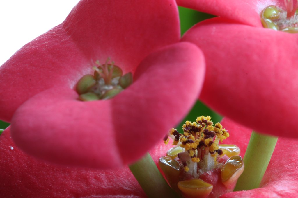 IMG_8206.JPG - Flower