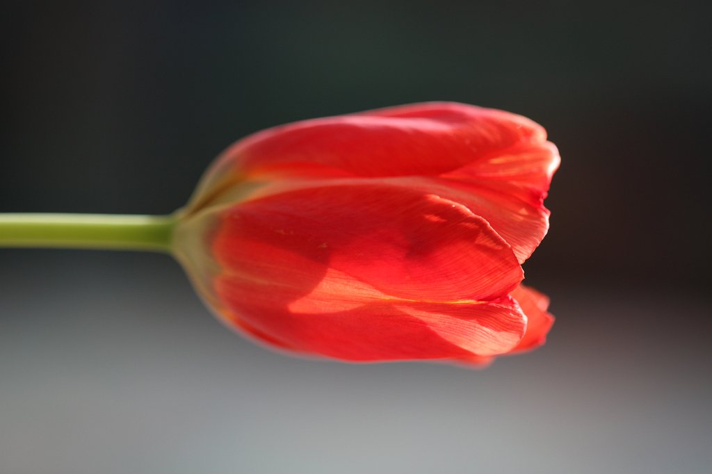 IMG_8213.JPG - Tulip