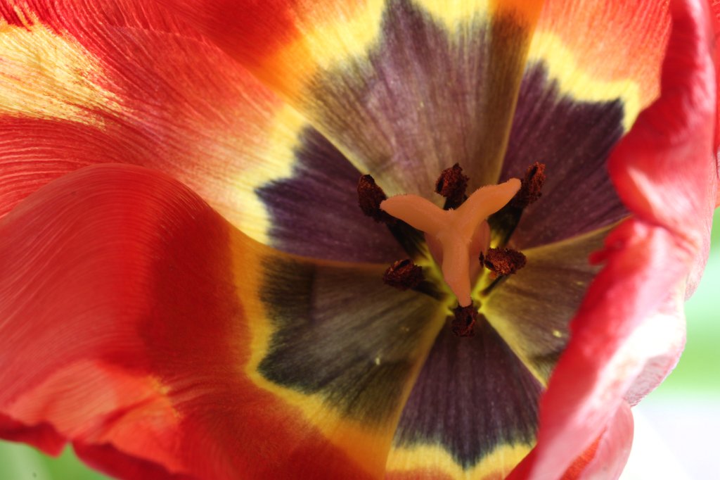 IMG_8218.JPG - Tulip