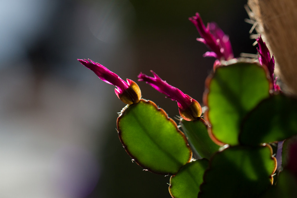 IMG_8226_c1.jpg - Cactus flower
