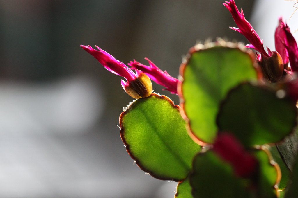 IMG_8230.JPG - Cactus flower