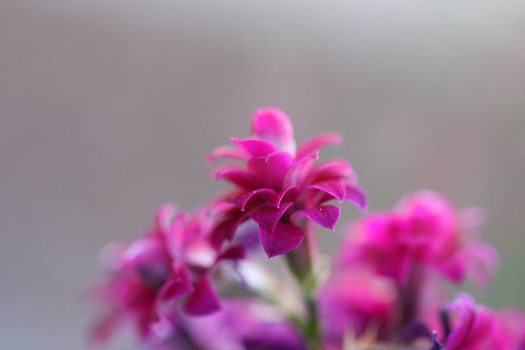 IMG_8238.JPG - Flower