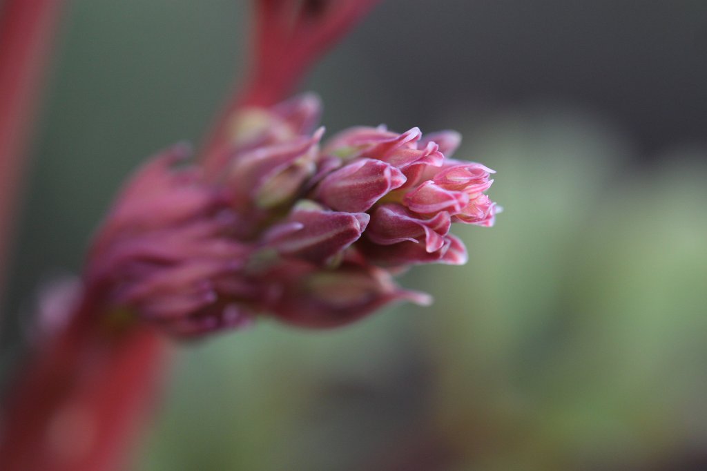 IMG_8265.JPG - Lamprocapnos