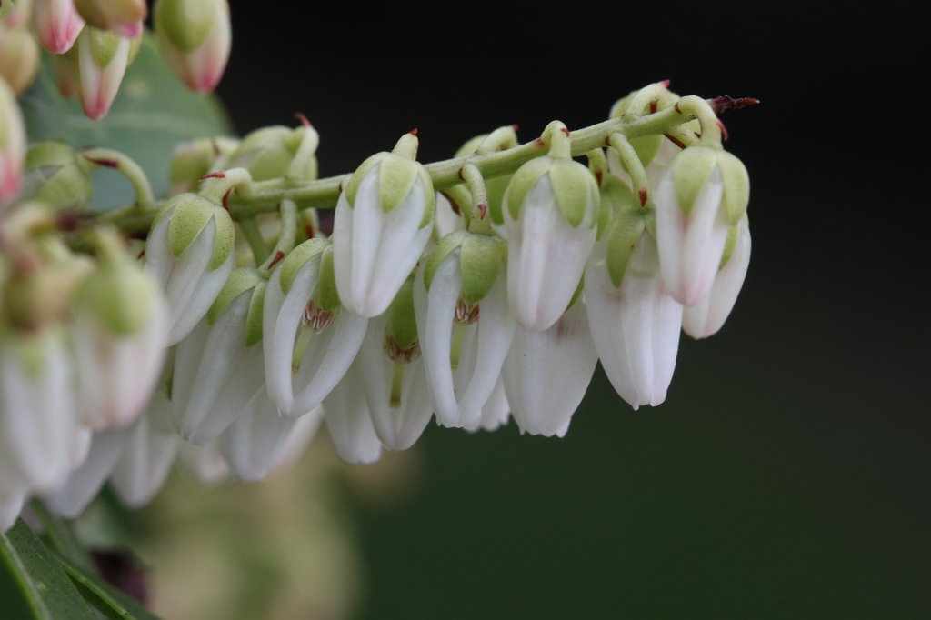 IMG_8270.JPG - Flowers