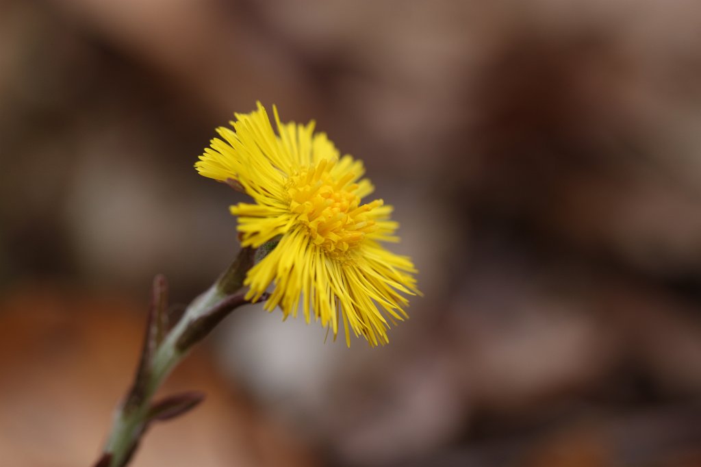 IMG_8305.JPG -  Coltsfoot  ( Huflattich )