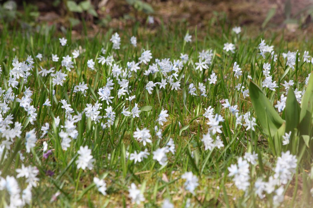 IMG_8338.JPG - Flowers in the lawn