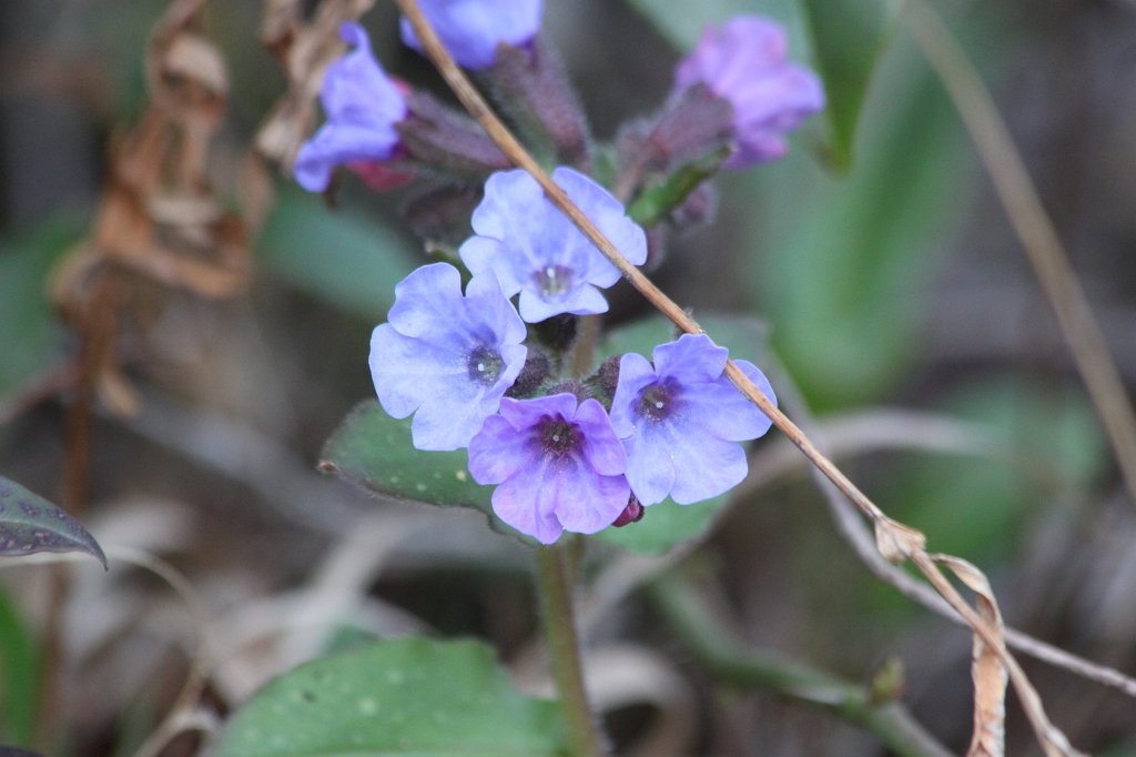 IMG_8341.JPG -  Lungwort  ( Geflecktes Lungenkraut )