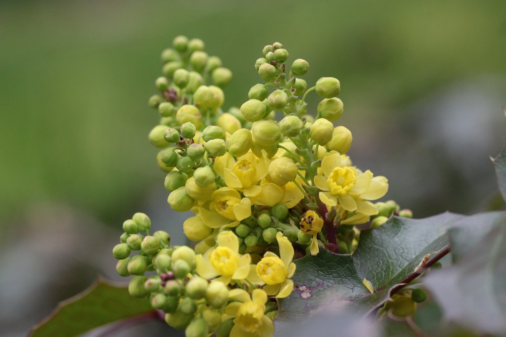 IMG_8355.JPG -  Oregon grape  ( Mahonie )