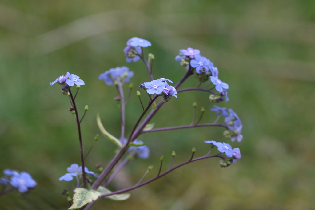 IMG_8357.JPG -  Forget me not  ( Vergissmeinnicht )