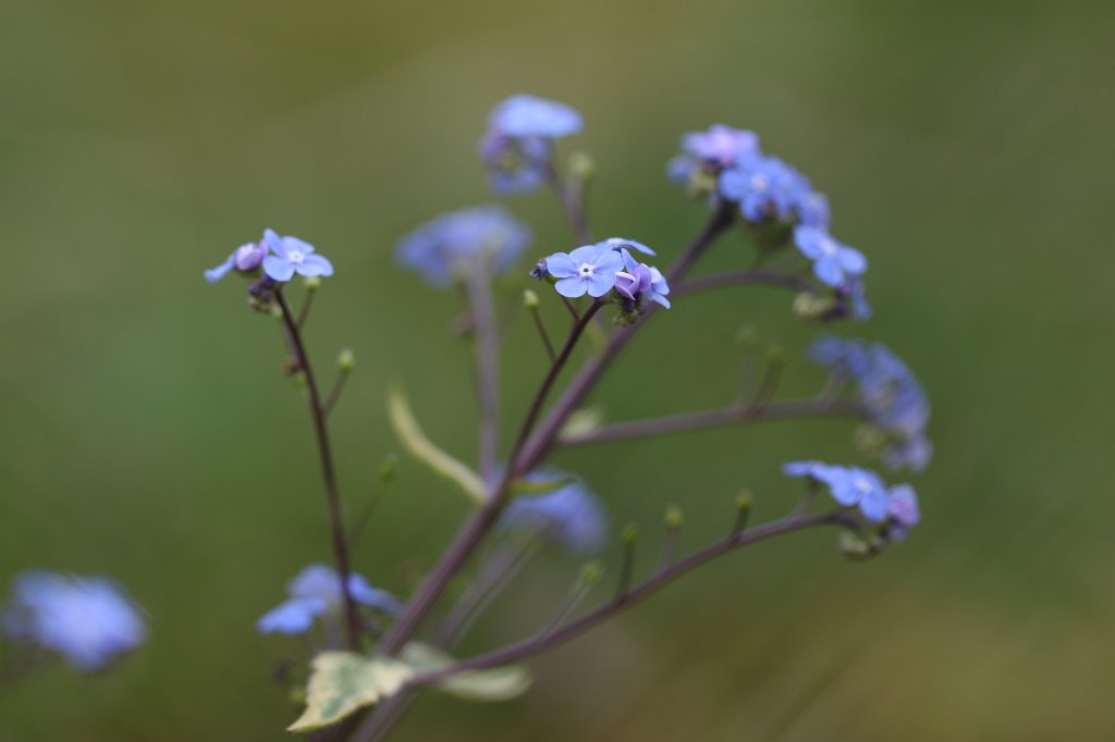 IMG_8358.JPG -  Forget me not  ( Vergissmeinnicht )