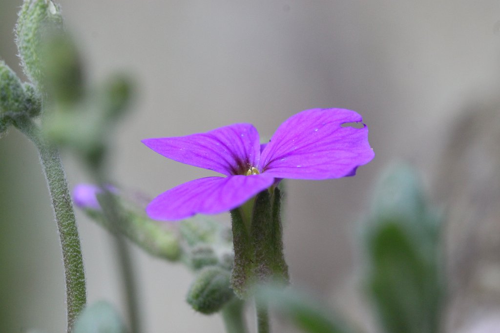 IMG_8361.JPG -  Aubrieta Blaukissen )