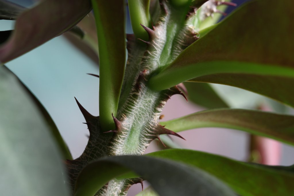 IMG_8373.JPG - Thorns