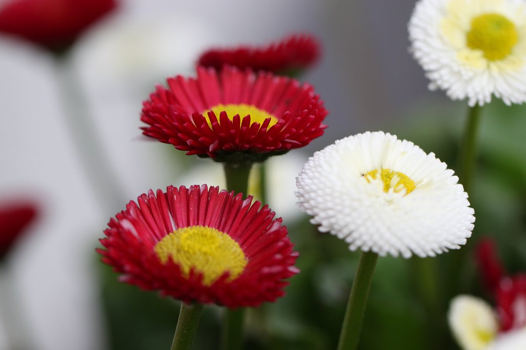 IMG_8393.JPG -  Daisy  ( Tausendschön )