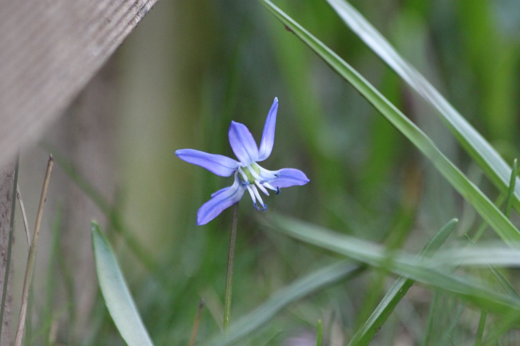 IMG_8406.JPG -  Scilla  ( Blaustern )