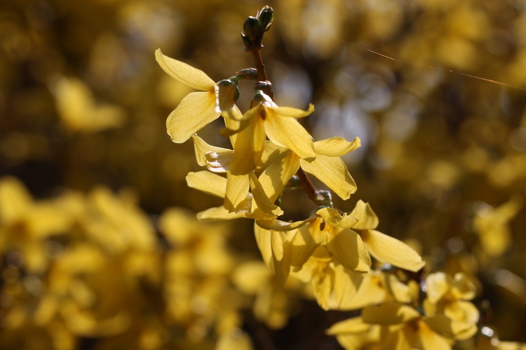 IMG_8424.JPG -  Forsythia  ( Forsythie )