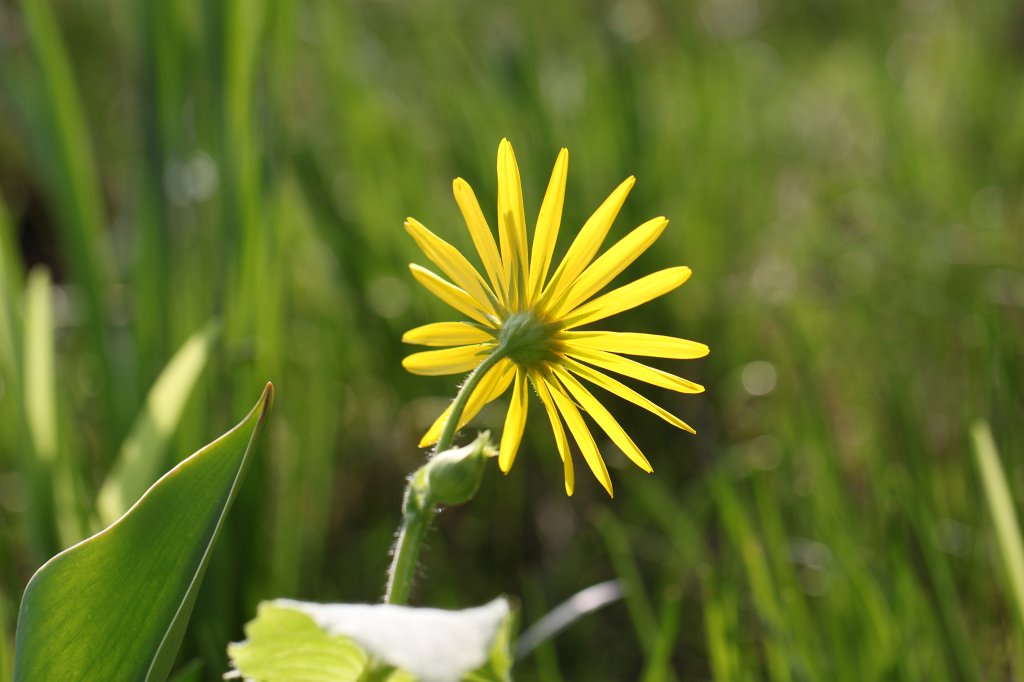 IMG_8425.JPG -  Doronicum  ( Gämswurz )