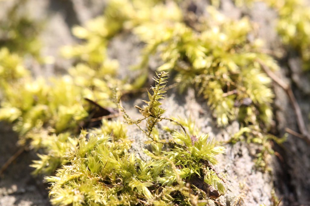 IMG_8431.JPG - Moss (Moos)