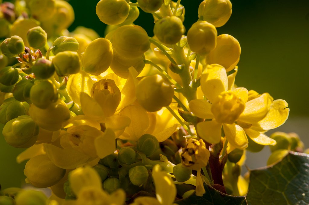 IMG_8432_c.jpg -  Oregon grape  ( Mahonie )