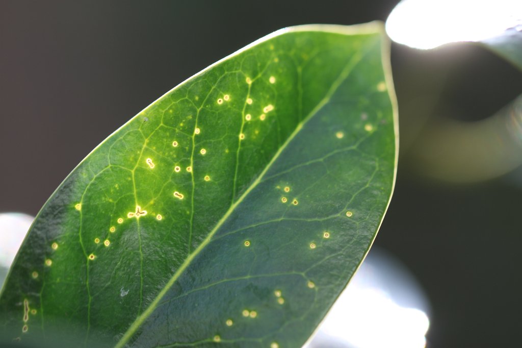 IMG_8450.JPG - Backlit leaf