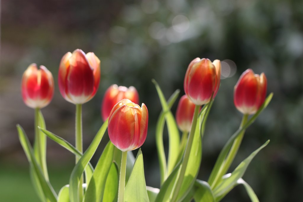 IMG_8460.JPG - Tulips