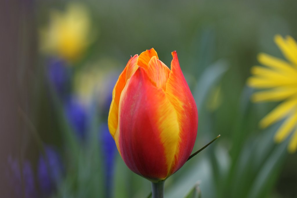IMG_8493.JPG - Tulip