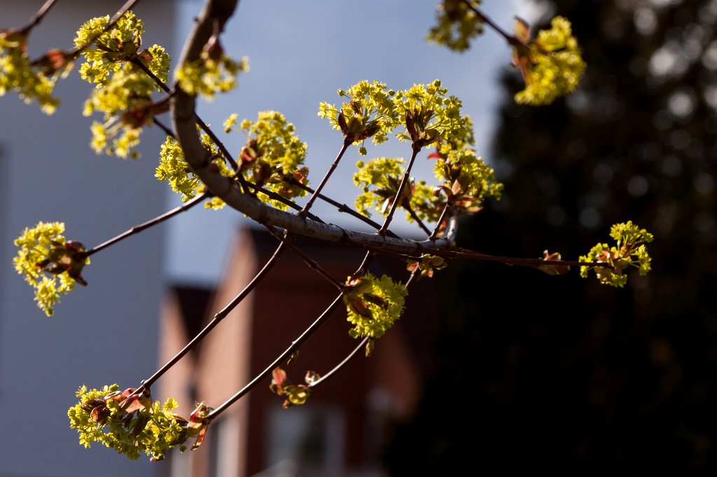 IMG_8501_c.jpg - Tree blossom