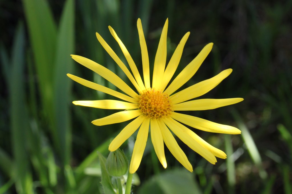 IMG_8546.JPG -  Doronicum  ( Gämswurz )