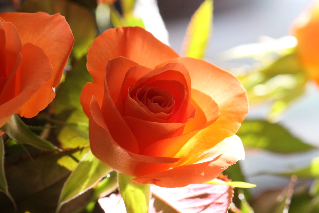 IMG_8642.JPG -  Rose 