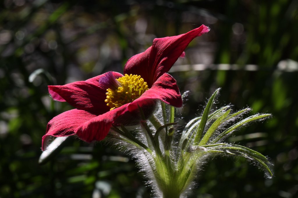 IMG_8703.JPG -  Pulsatilla  ( Kuhschelle )