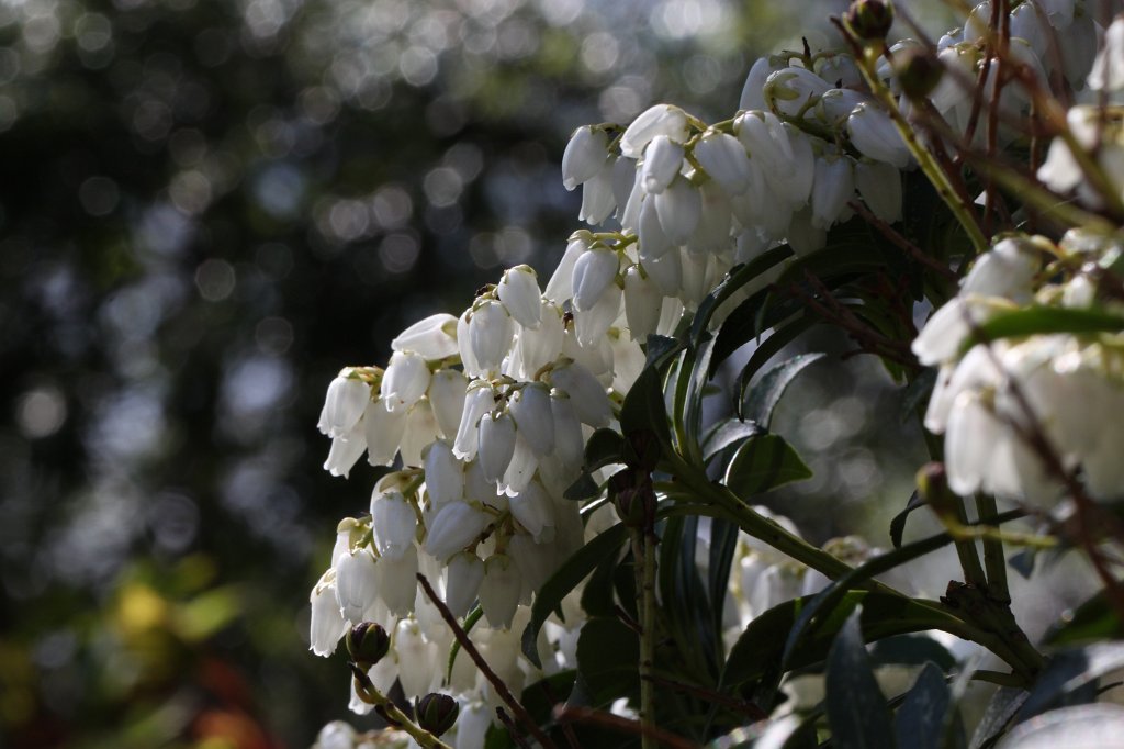 IMG_8705.JPG -  Pieris japonica  ( Japanische Lavendelheide )