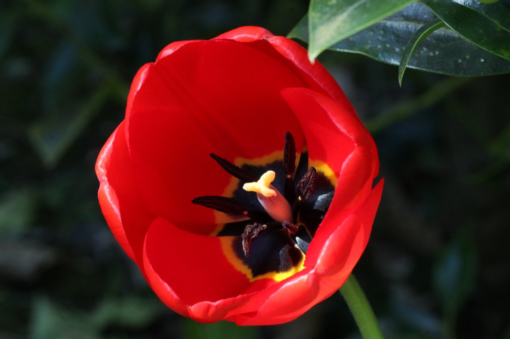 IMG_8713.JPG -  Tulip 