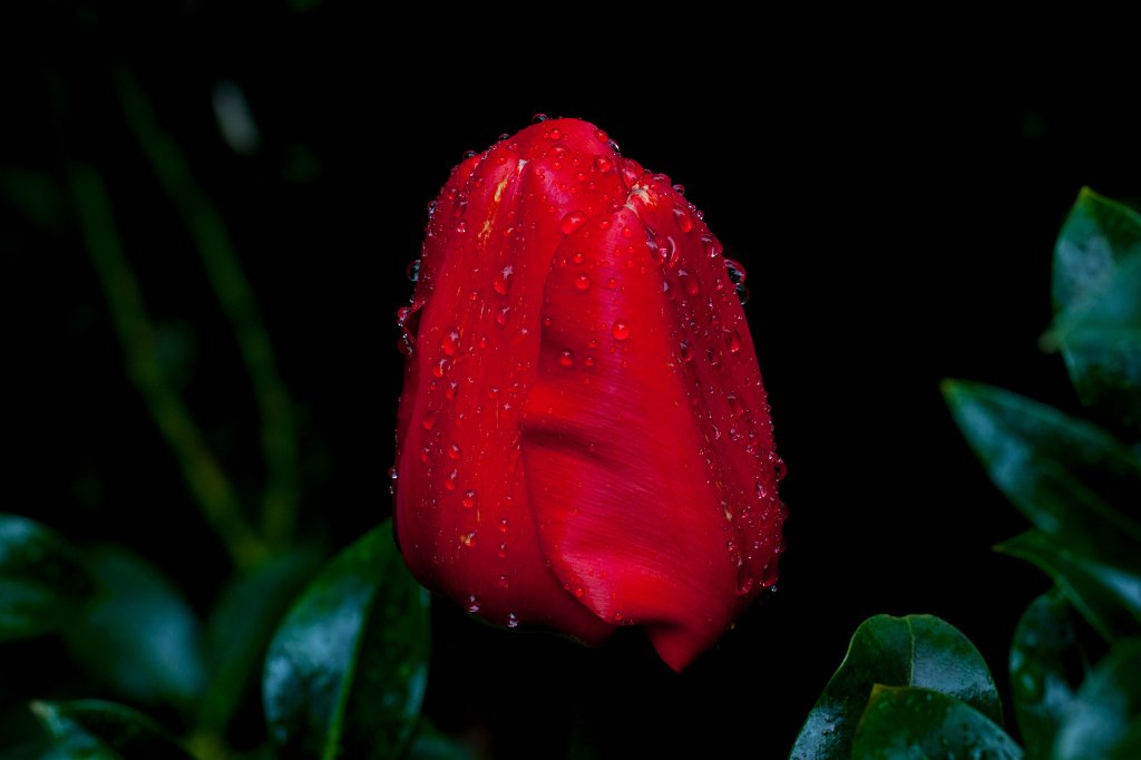 IMG_8721_c.jpg -  Tulip 