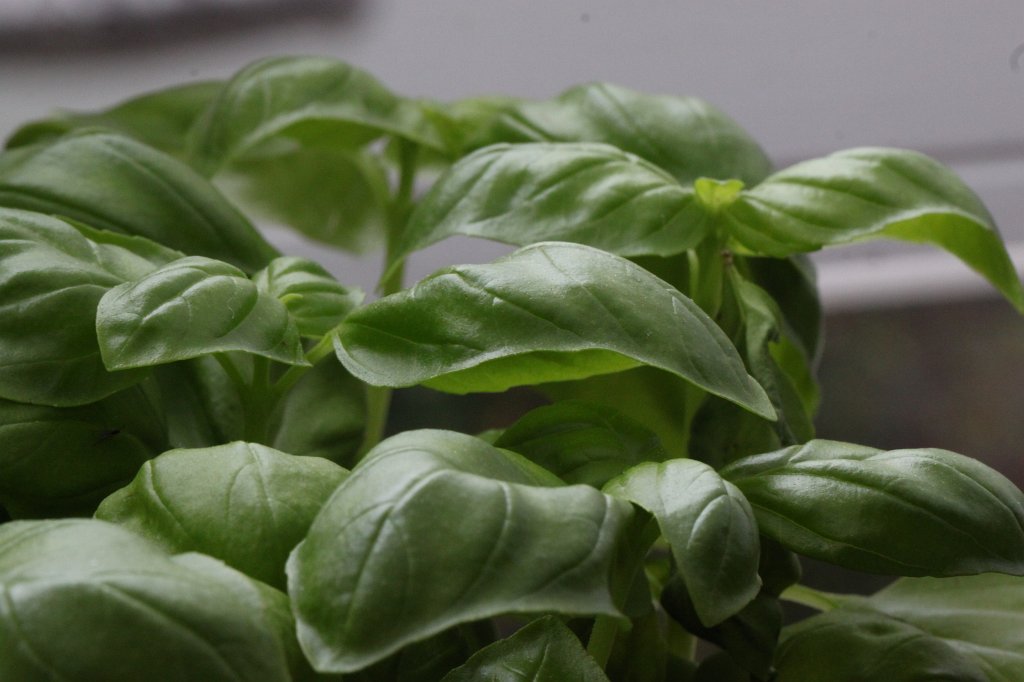 IMG_8742.JPG -  Basil  ( Basilikum )