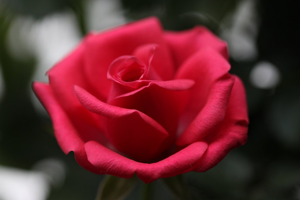 IMG_8754.JPG -  Rose 