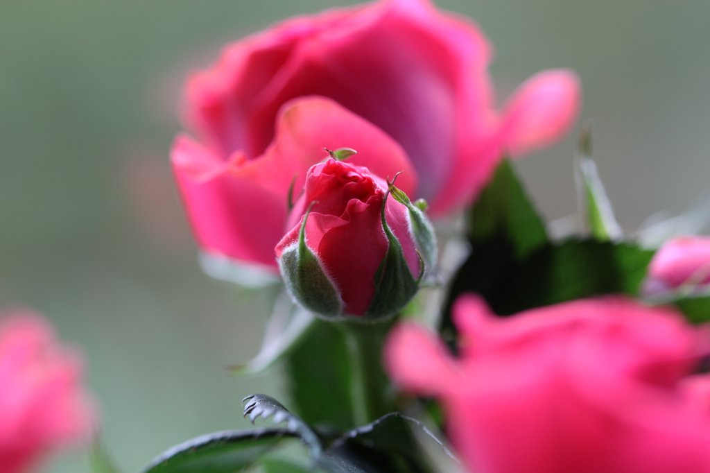 IMG_8761.JPG -  Rose  bud