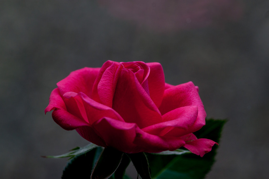 IMG_8775_c.jpg -  Rose 